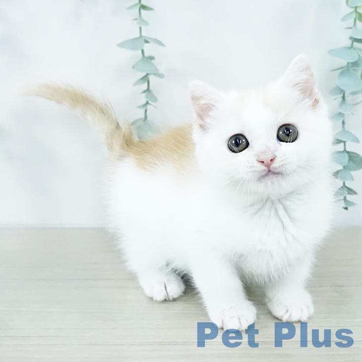 千葉県のマンチカン (ペットプラス 八千代緑が丘店/2025年10月25日生まれ/男の子/クリームタビーホワイト)の子猫の1枚目の画像