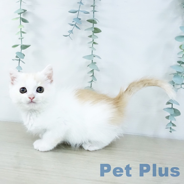 千葉県のマンチカン (ペットプラス 八千代緑が丘店/2025年10月25日生まれ/男の子/クリームタビーホワイト)の子猫の2枚目の画像