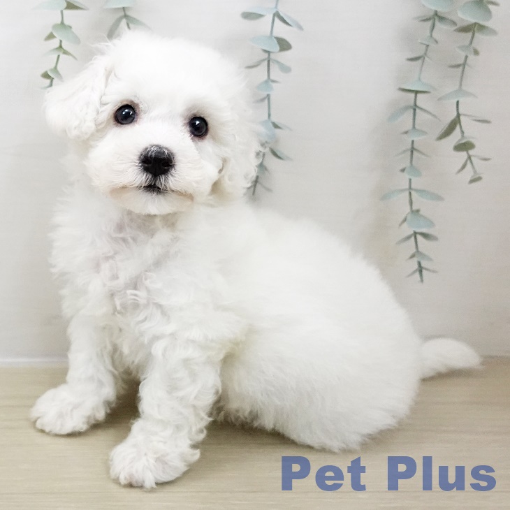 群馬県のビションフリーゼ (ペットプラス イオンモール太田店/2025年10月29日生まれ/男の子/ホワイト)の子犬の1枚目の画像