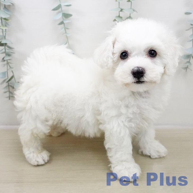 群馬県のビションフリーゼ (ペットプラス イオンモール太田店/2025年10月29日生まれ/男の子/ホワイト)の子犬の2枚目の画像