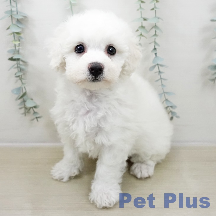 山梨県のビションフリーゼ (ペットプラス 甲府国母店/2025年10月29日生まれ/女の子/ホワイト)の子犬の1枚目の画像