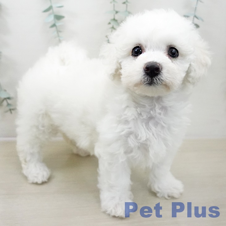 山梨県のビションフリーゼ (ペットプラス 甲府国母店/2025年10月29日生まれ/女の子/ホワイト)の子犬の2枚目の画像