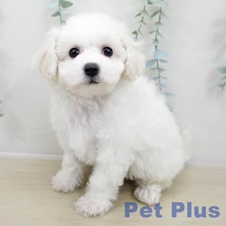 東京都のビションフリーゼ (ペットプラス 立川高島屋S.C.店/2025年10月29日生まれ/女の子/ホワイト)の子犬の1枚目の画像