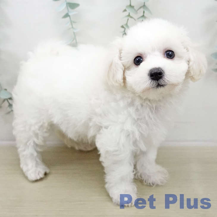 東京都のビションフリーゼ (ペットプラス 立川高島屋S.C.店/2025年10月29日生まれ/女の子/ホワイト)の子犬の2枚目の画像