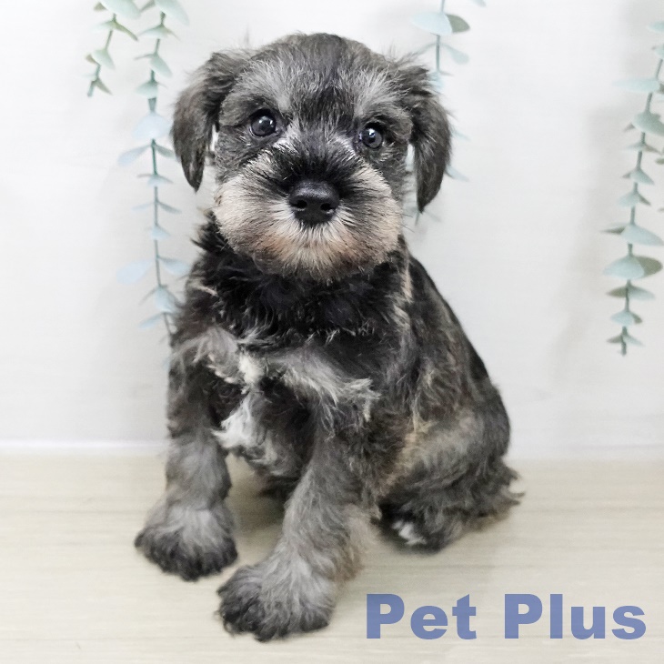 神奈川県のミニチュアシュナウザー (ペットプラス 座間店/2025年10月30日生まれ/男の子/ソルトペッパー)の子犬