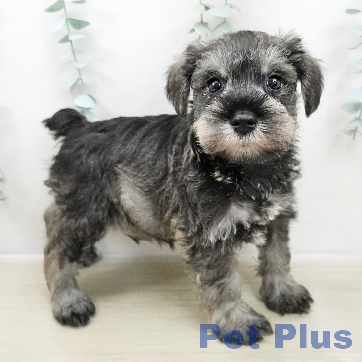 神奈川県のミニチュアシュナウザー (ペットプラス 座間店/2025年10月30日生まれ/男の子/ソルトペッパー)の子犬の2枚目の画像