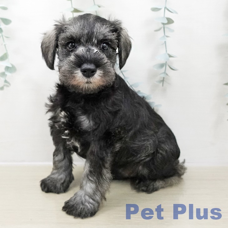 東京都のミニチュアシュナウザー (ペッツワン 青梅インター店/2025年10月30日生まれ/男の子/ソルトペッパー)の子犬の1枚目の画像