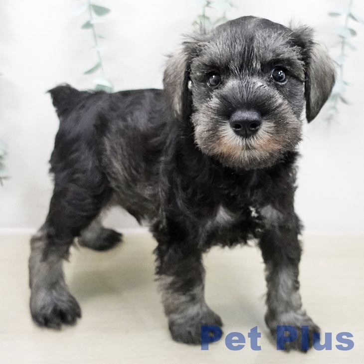 東京都のミニチュアシュナウザー (ペッツワン 青梅インター店/2025年10月30日生まれ/男の子/ソルトペッパー)の子犬の2枚目の画像