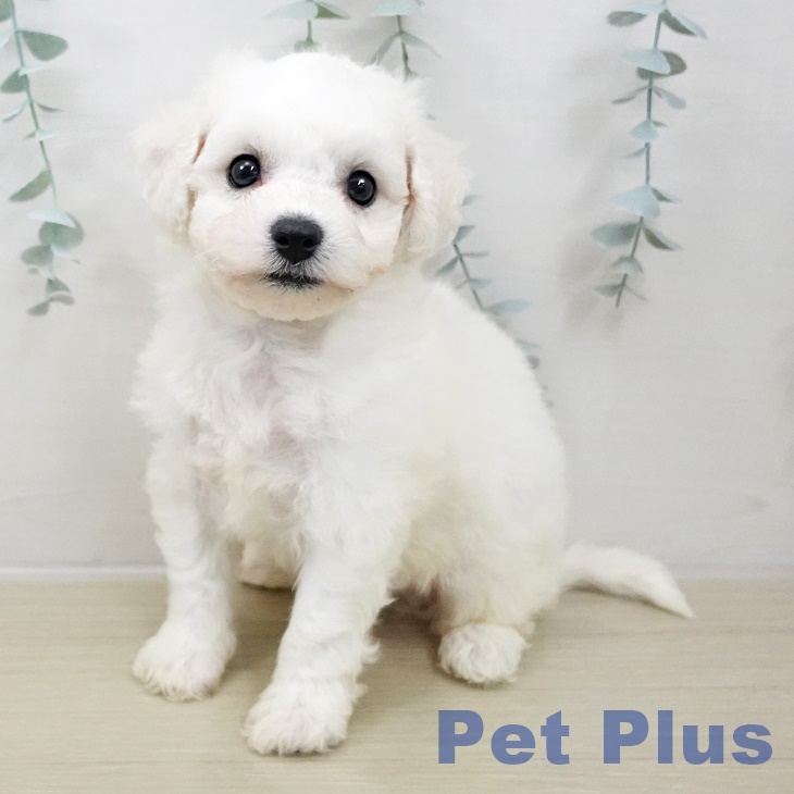神奈川県のビションフリーゼ (ペッツワン 横須賀久里浜店/2025年10月30日生まれ/男の子/ホワイト)の子犬の1枚目の画像