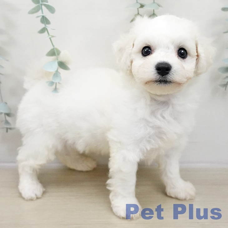 神奈川県のビションフリーゼ (ペッツワン 横須賀久里浜店/2025年10月30日生まれ/男の子/ホワイト)の子犬の2枚目の画像