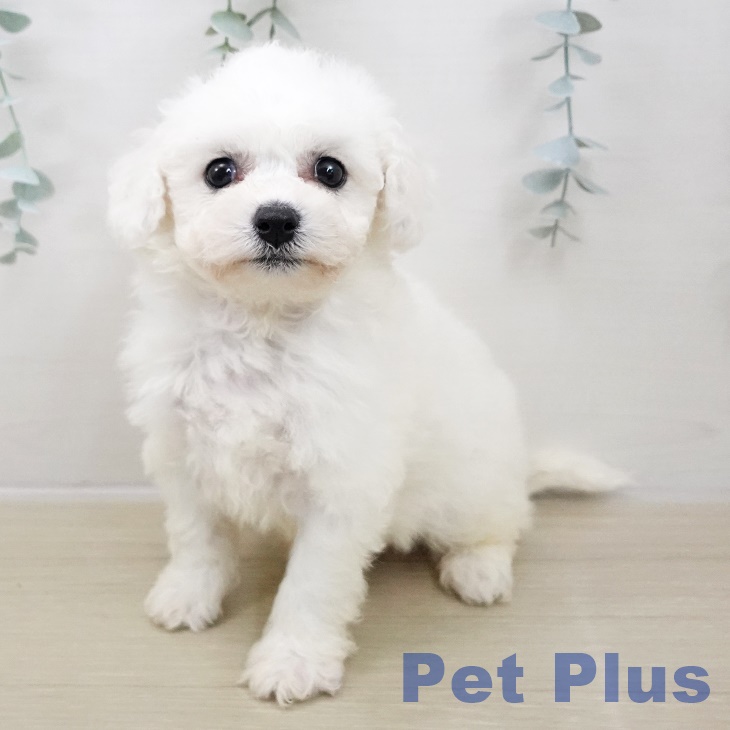 神奈川県のビションフリーゼ (ペットプラス ゆめが丘ソラトス店/2025年10月30日生まれ/男の子/ホワイト)の子犬の1枚目の画像