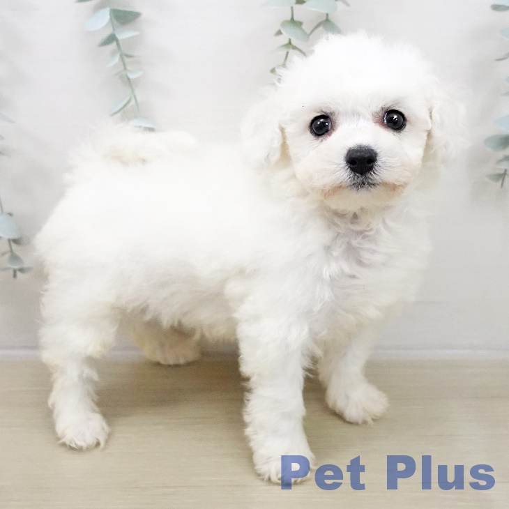 神奈川県のビションフリーゼ (ペットプラス ゆめが丘ソラトス店/2025年10月30日生まれ/男の子/ホワイト)の子犬の2枚目の画像