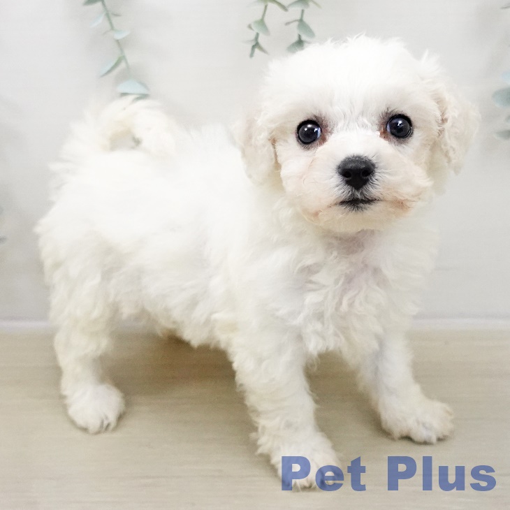 埼玉県のビションフリーゼ (ペットプラス 与野店/2025年10月30日生まれ/女の子/ホワイト)の子犬の1枚目の画像