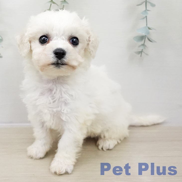 埼玉県のビションフリーゼ (ペットプラス 与野店/2025年10月30日生まれ/女の子/ホワイト)の子犬の2枚目の画像