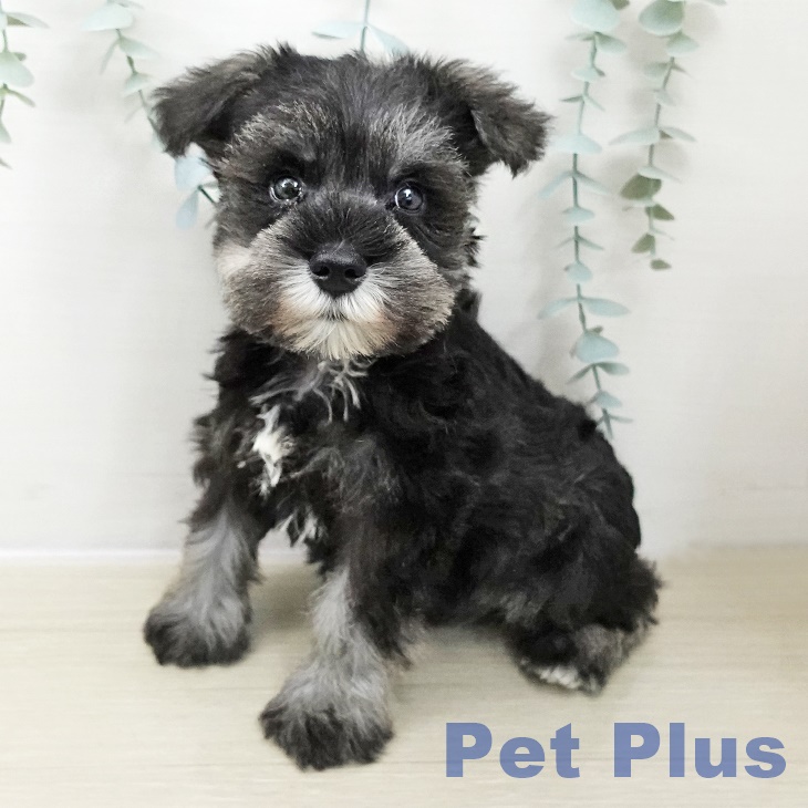 埼玉県のミニチュアシュナウザー (ペットプラス ピオニウォーク東松山店/2025年10月23日生まれ/男の子/ソルトペッパー)の子犬の1枚目の画像