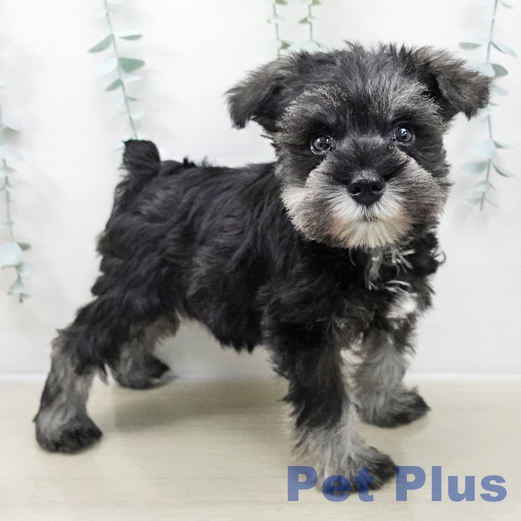 埼玉県のミニチュアシュナウザー (ペットプラス ピオニウォーク東松山店/2025年10月23日生まれ/男の子/ソルトペッパー)の子犬の2枚目の画像