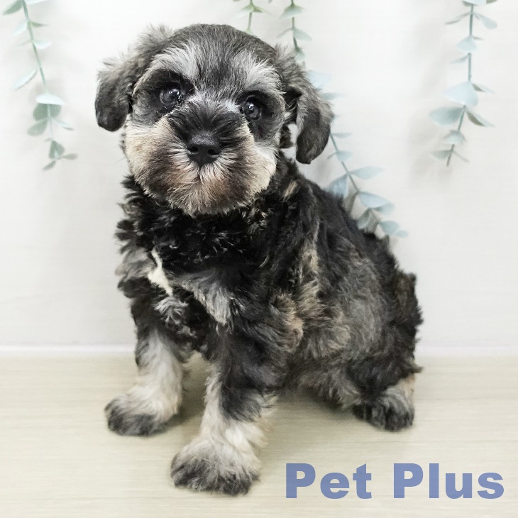 千葉県のミニチュアシュナウザー (ペットプラス 幕張新都心店/2025年10月30日生まれ/男の子/ソルトペッパー)の子犬の1枚目の画像