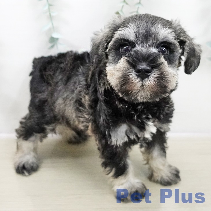 千葉県のミニチュアシュナウザー (ペットプラス 幕張新都心店/2025年10月30日生まれ/男の子/ソルトペッパー)の子犬の2枚目の画像