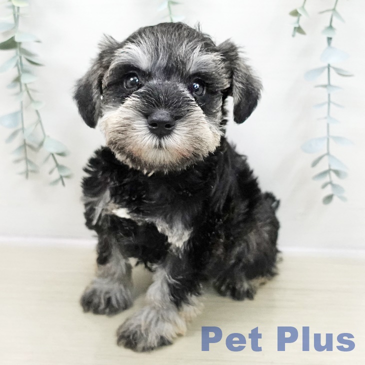 東京都のミニチュアシュナウザー (ペットプラス 板橋店/2025年10月30日生まれ/男の子/ソルトペッパー)の子犬の1枚目の画像
