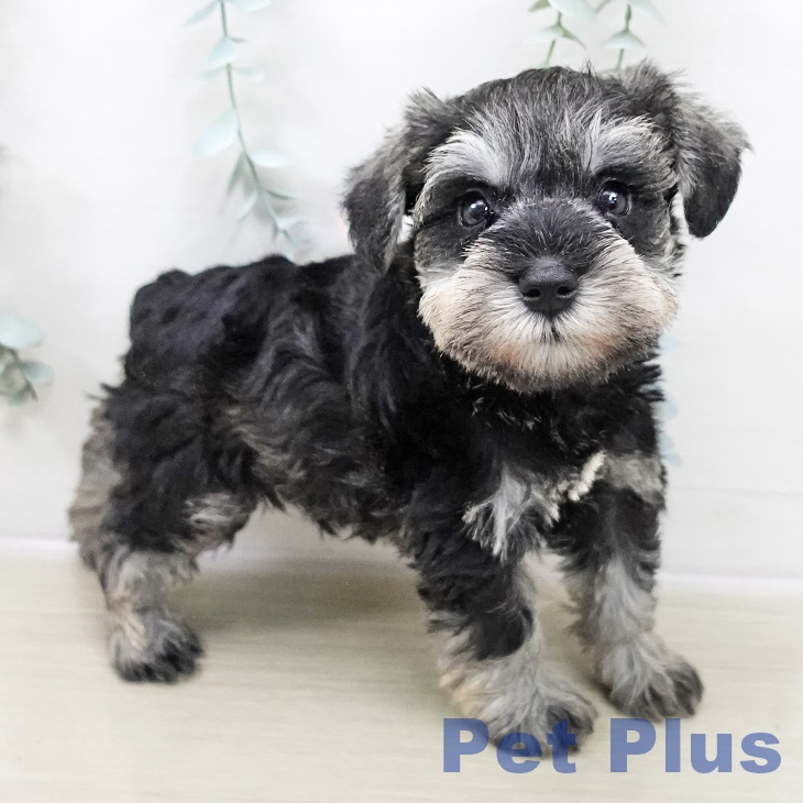 東京都のミニチュアシュナウザー (ペットプラス 板橋店/2025年10月30日生まれ/男の子/ソルトペッパー)の子犬の2枚目の画像