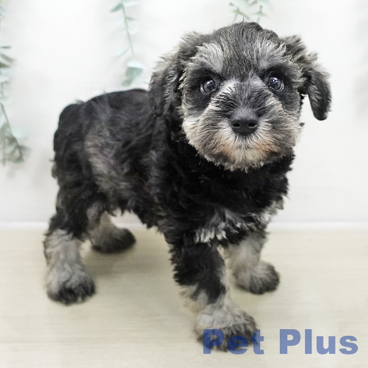 長野県のミニチュアシュナウザー (ペットプラス 松本店/2025年10月30日生まれ/男の子/ソルトペッパー)の子犬の2枚目の画像