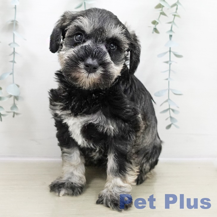 埼玉県のミニチュアシュナウザー (ペットプラス 羽生店/2025年10月30日生まれ/女の子/ソルトペッパー)の子犬の1枚目の画像