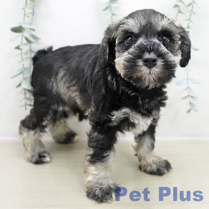 埼玉県のミニチュアシュナウザー (ペットプラス 羽生店/2025年10月30日生まれ/女の子/ソルトペッパー)の子犬の2枚目の画像