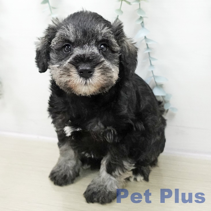 東京都のミニチュアシュナウザー (ペットプラス むさし村山店/2025年10月30日生まれ/女の子/ソルトペッパー)の子犬の1枚目の画像