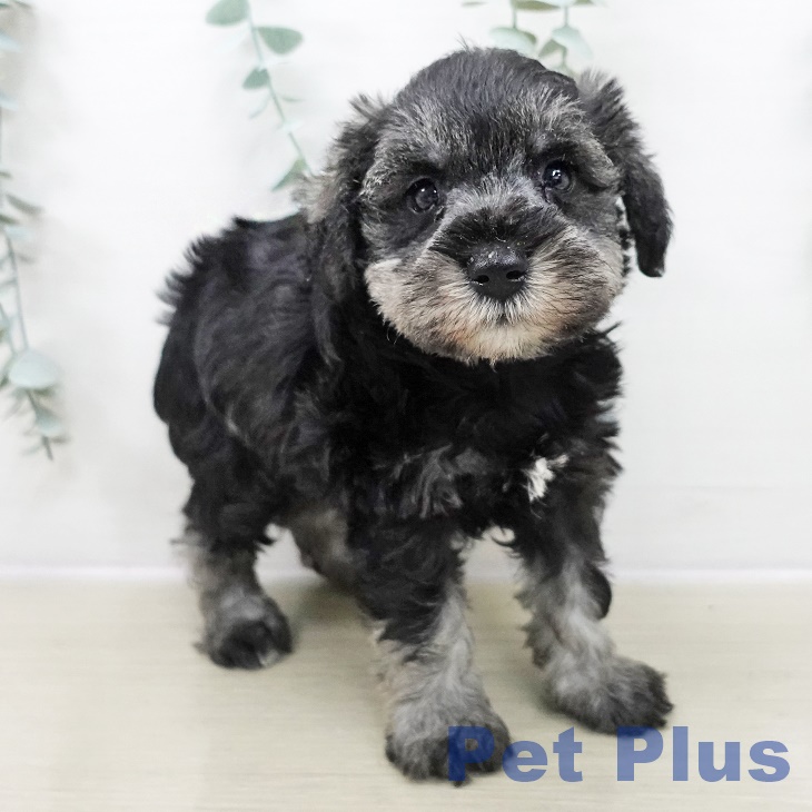 東京都のミニチュアシュナウザー (ペットプラス むさし村山店/2025年10月30日生まれ/女の子/ソルトペッパー)の子犬の2枚目の画像