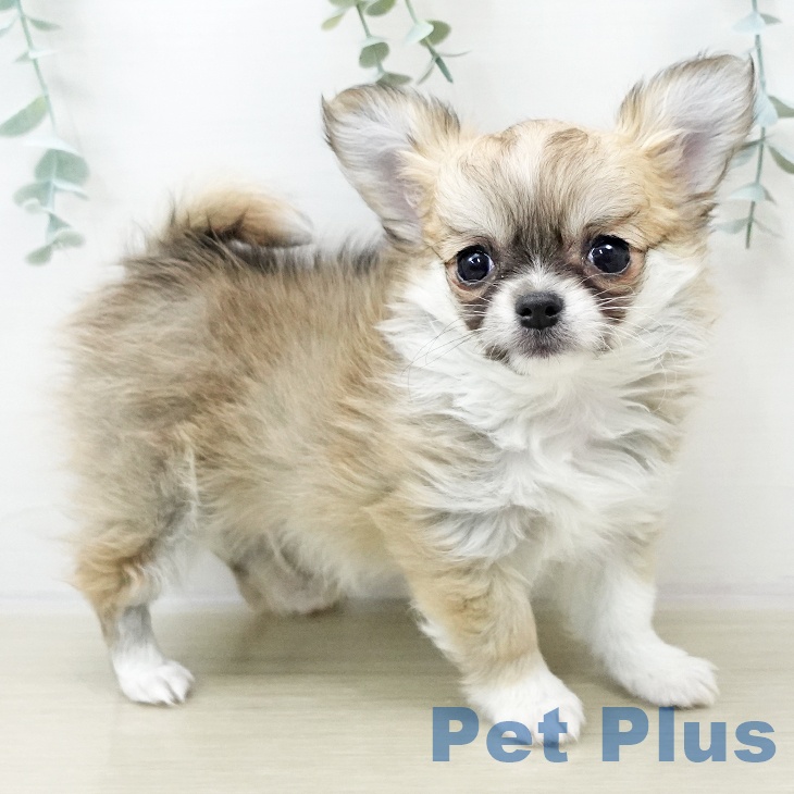 茨城県のチワワ(ロング) (ペッツワン 古河店/2025年10月30日生まれ/男の子/レッドホワイト)の子犬の1枚目の画像