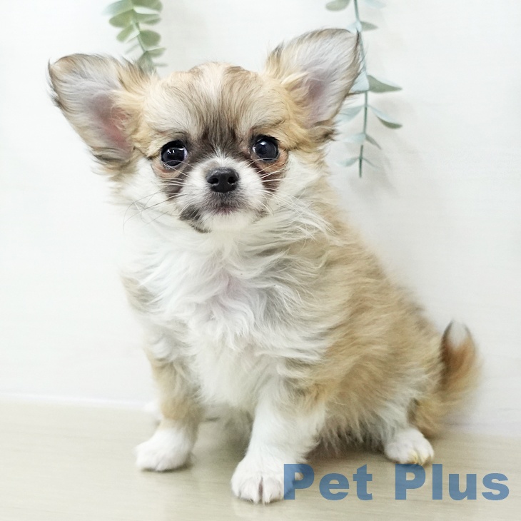 茨城県のチワワ(ロング) (ペッツワン 古河店/2025年10月30日生まれ/男の子/レッドホワイト)の子犬の2枚目の画像