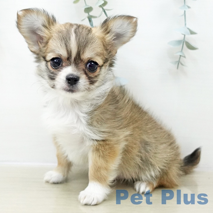 埼玉県のチワワ(ロング) (ペットプラス 上尾店/2025年10月30日生まれ/男の子/レッドホワイト)の子犬の1枚目の画像