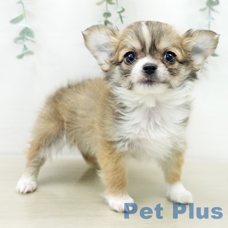 埼玉県のチワワ(ロング) (ペットプラス 上尾店/2025年10月30日生まれ/男の子/レッドホワイト)の子犬の2枚目の画像