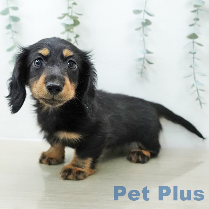 千葉県のミニチュアダックスフンド(ロング) (ペットプラス 幕張新都心店/2025年10月31日生まれ/女の子/ブラックタン)の子犬の1枚目の画像