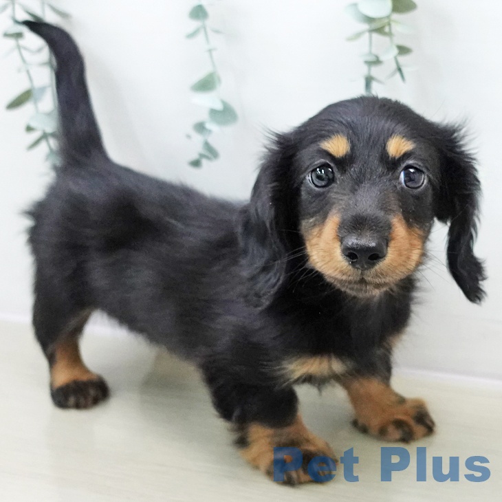 千葉県のミニチュアダックスフンド(ロング) (ペットプラス 幕張新都心店/2025年10月31日生まれ/女の子/ブラックタン)の子犬の2枚目の画像