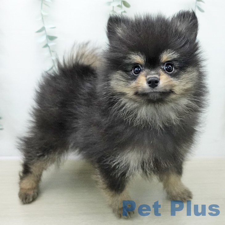 宮城県のポメラニアン (ペットプラス 仙台泉大沢店/2025年10月25日生まれ/男の子/ブラックタン)の子犬の1枚目の画像