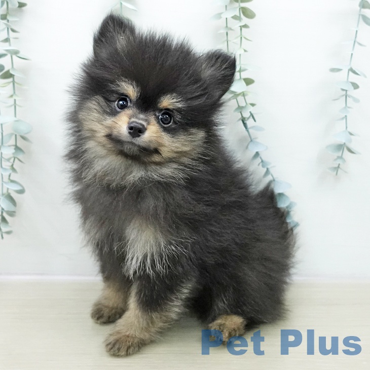 宮城県のポメラニアン (ペットプラス 仙台泉大沢店/2025年10月25日生まれ/男の子/ブラックタン)の子犬の2枚目の画像