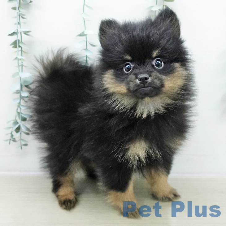 埼玉県のポメラニアン (ペットプラス 与野店/2025年10月25日生まれ/女の子/ブラックタン)の子犬の2枚目の画像