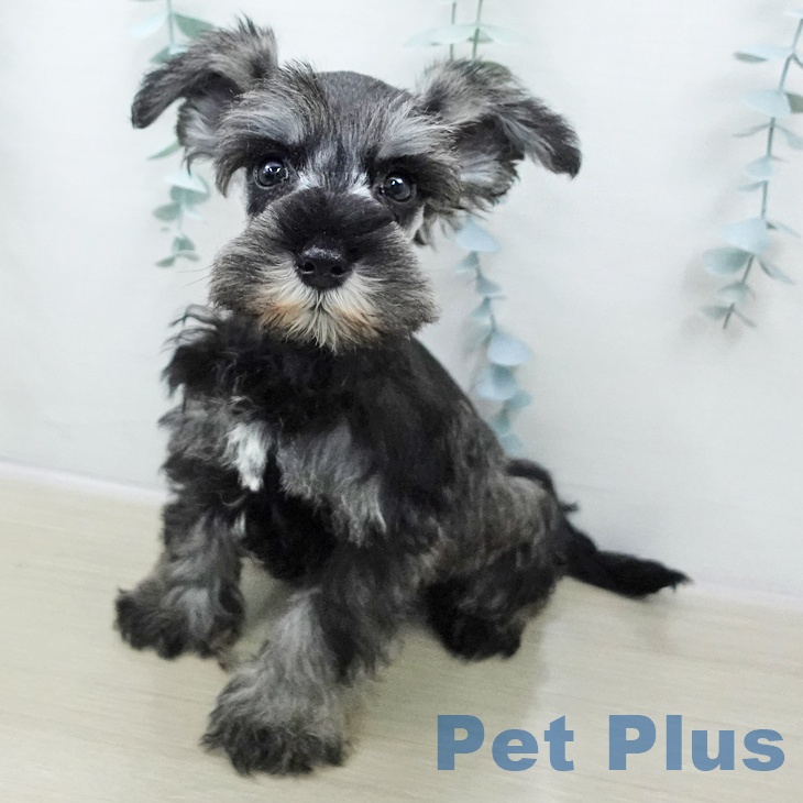 千葉県のミニチュアシュナウザー (ペットプラス 船橋店/2025年10月31日生まれ/男の子/ソルトペッパー)の子犬の1枚目の画像