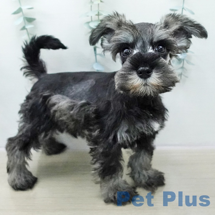 千葉県のミニチュアシュナウザー (ペットプラス 船橋店/2025年10月31日生まれ/男の子/ソルトペッパー)の子犬の2枚目の画像