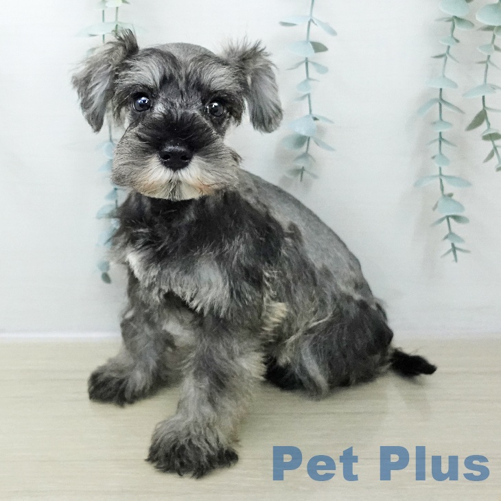 宮城県のミニチュアシュナウザー (ペットプラス 仙台上杉店/2025年10月31日生まれ/男の子/ソルトペッパー)の子犬の1枚目の画像