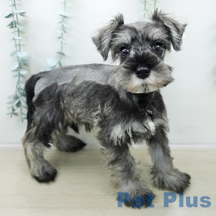 宮城県のミニチュアシュナウザー (ペットプラス 仙台上杉店/2025年10月31日生まれ/男の子/ソルトペッパー)の子犬の2枚目の画像