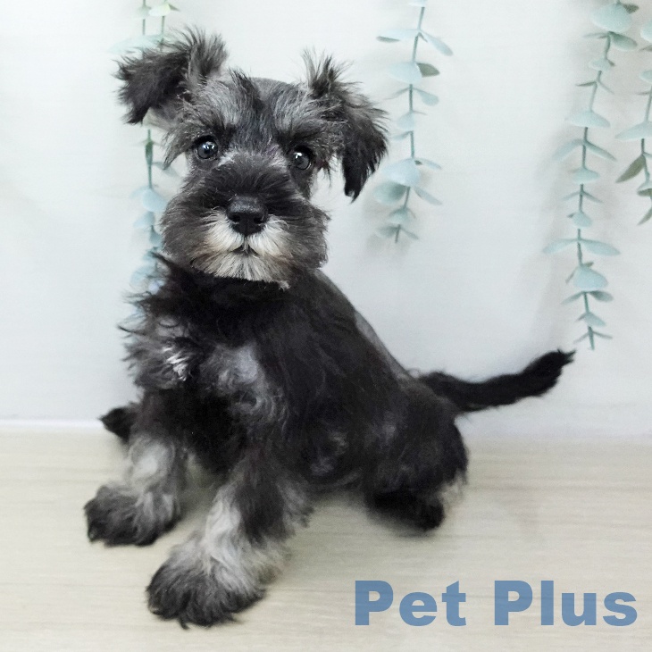 千葉県のミニチュアシュナウザー (ペットプラス 成田店/2025年10月30日生まれ/女の子/ソルトペッパー)の子犬の1枚目の画像