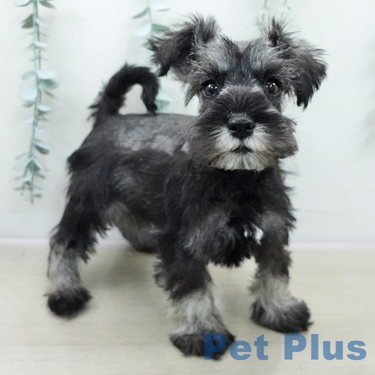千葉県のミニチュアシュナウザー (ペットプラス 成田店/2025年10月30日生まれ/女の子/ソルトペッパー)の子犬の2枚目の画像