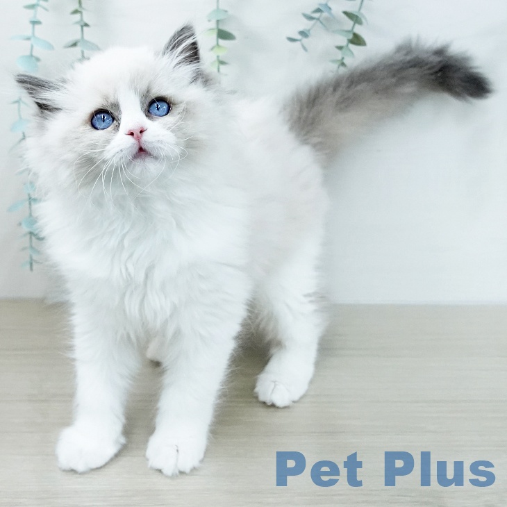 ラグドールの写真2