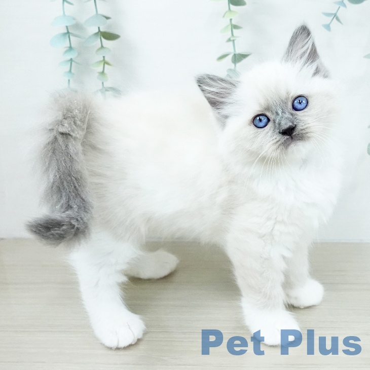 神奈川県のラグドール (ペットプラス 天王町店/2025年10月30日生まれ/女の子/ブルーポイントミテッド)の子猫