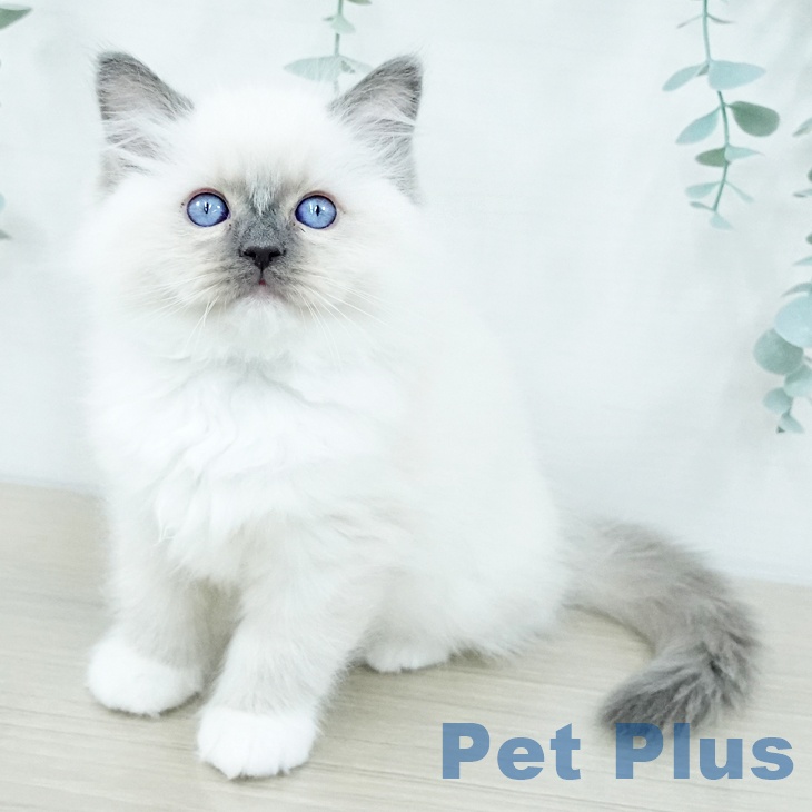 埼玉県のラグドール (ペットプラス 所沢店/2025年10月30日生まれ/女の子/ブルーポイントミテッド)の子猫の1枚目の画像