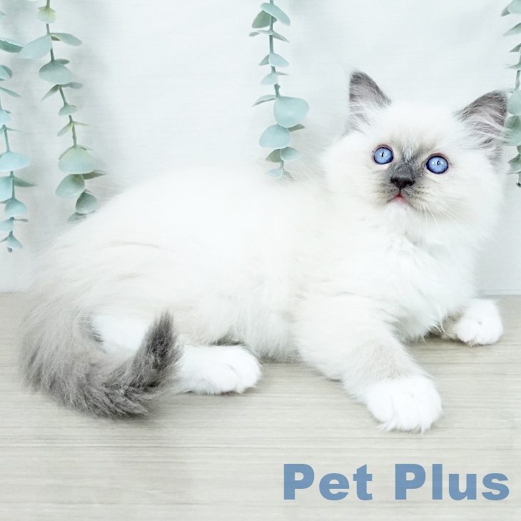 埼玉県のラグドール (ペットプラス 所沢店/2025年10月30日生まれ/女の子/ブルーポイントミテッド)の子猫の2枚目の画像