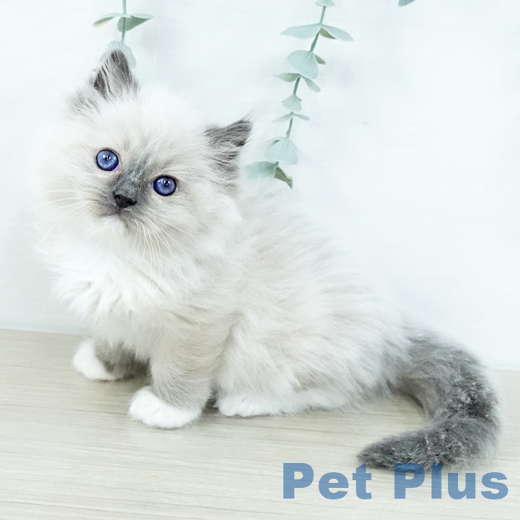 長野県のラグドール (ペットプラス 須坂店/2025年10月30日生まれ/男の子/ブルーポイントミテッド)の子猫の1枚目の画像