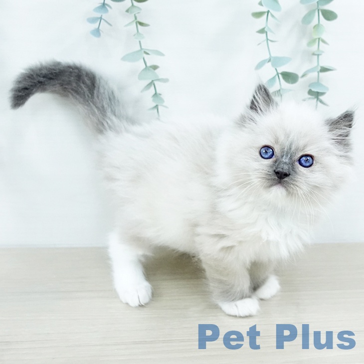 長野県のラグドール (ペットプラス 須坂店/2025年10月30日生まれ/男の子/ブルーポイントミテッド)の子猫の2枚目の画像